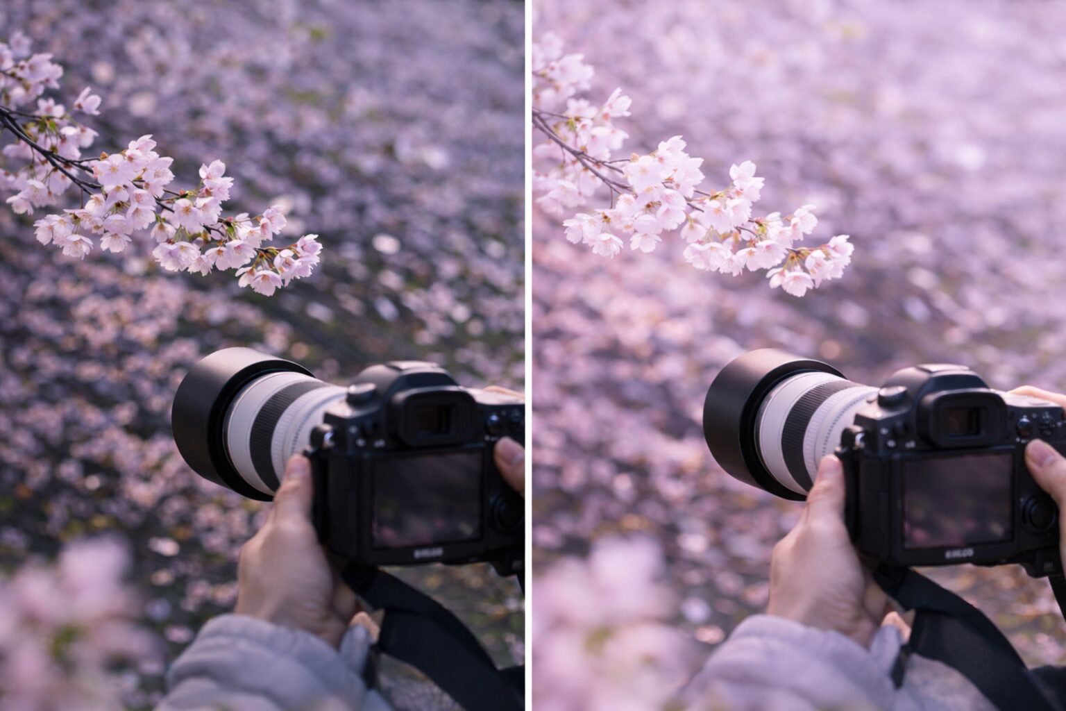 桜撮影で望遠レンズフィルター