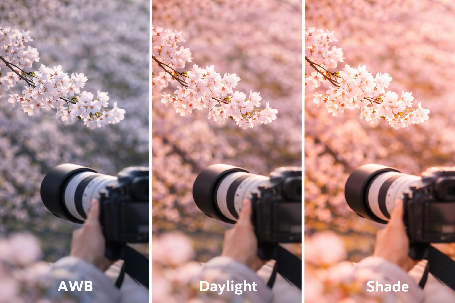 桜撮影で望遠レンズホワイトバランス