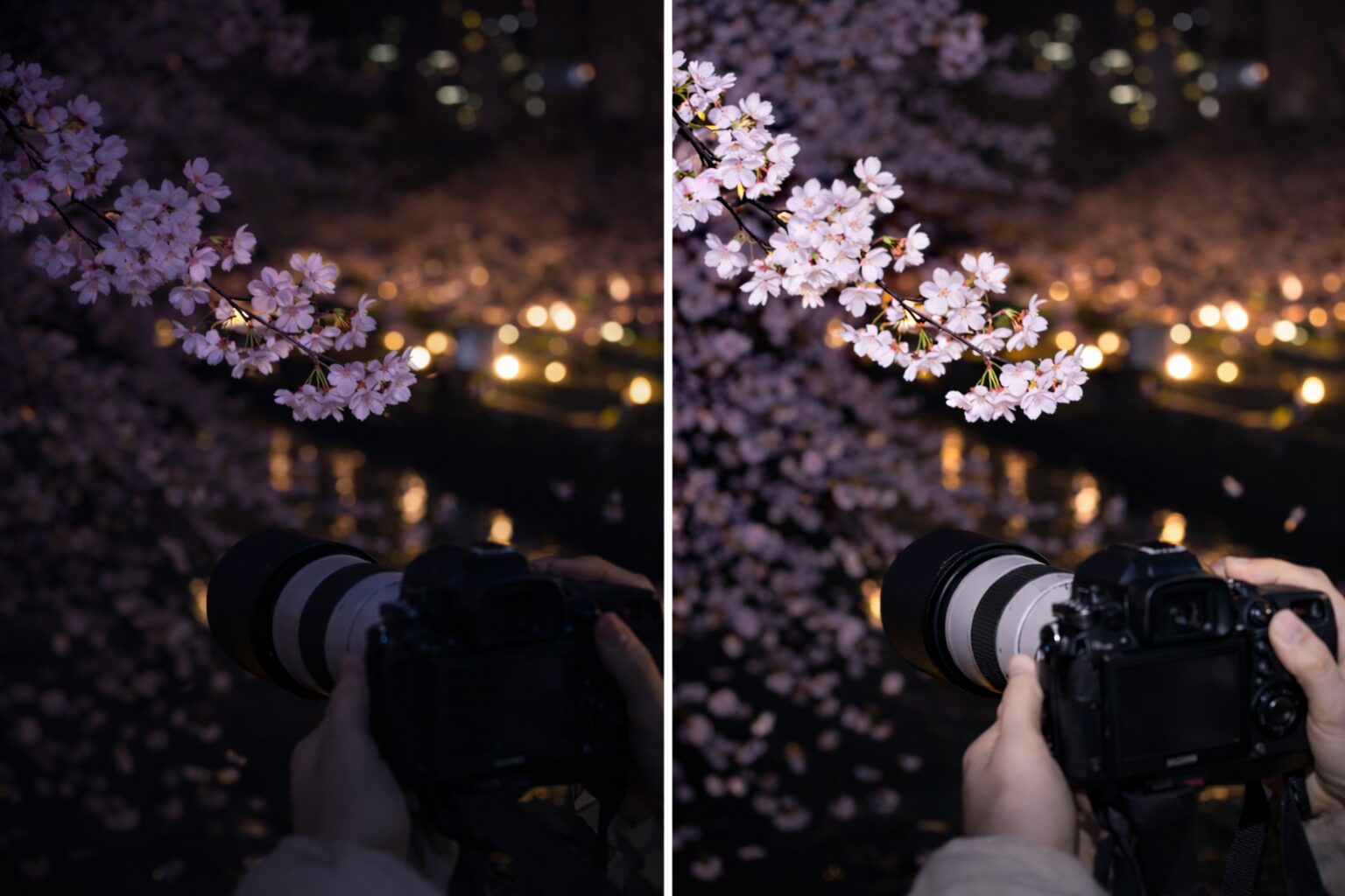 桜撮影で望遠レンズ夜桜撮影