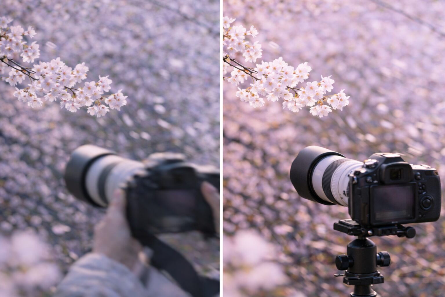 桜撮影で望遠レンズ手ブレ対策