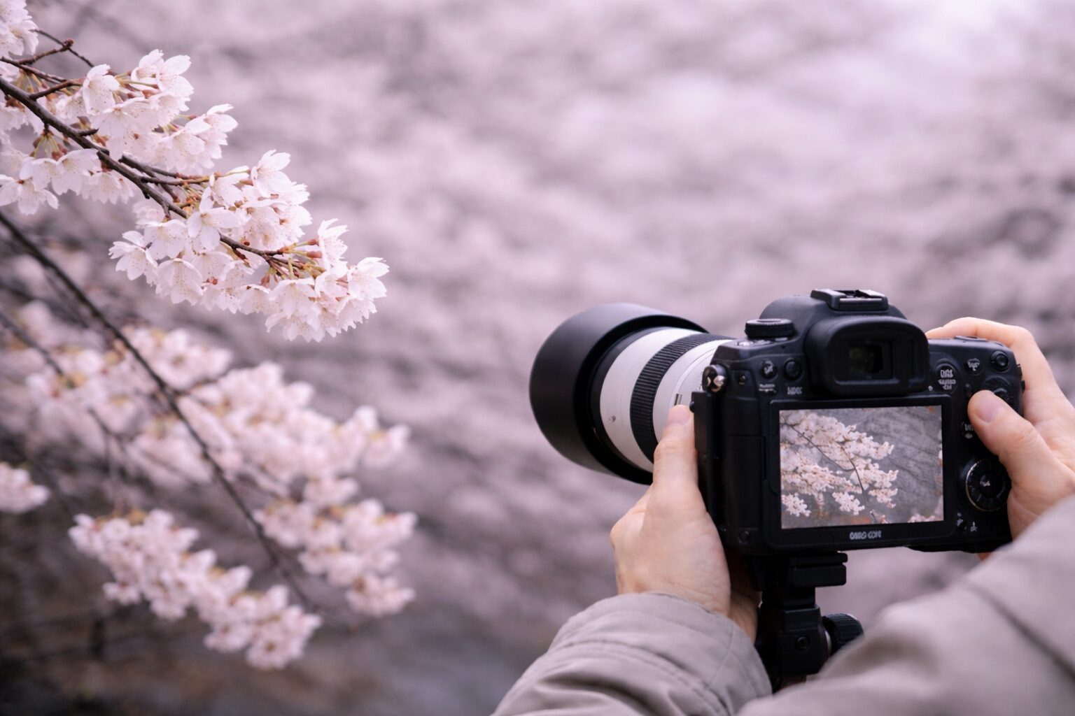 桜撮影で望遠レンズ曇り活用